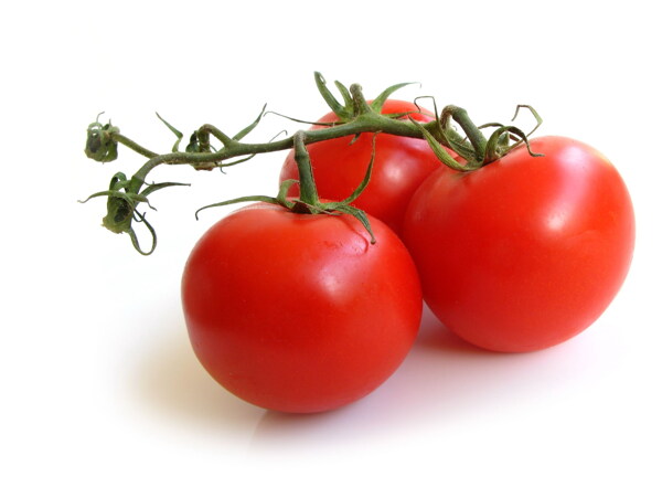 新鲜西红柿图片