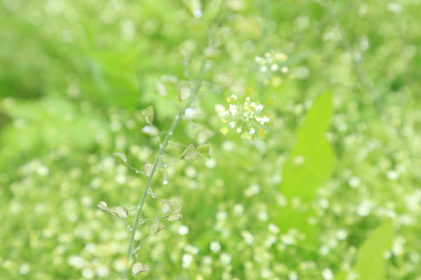 绿植图片