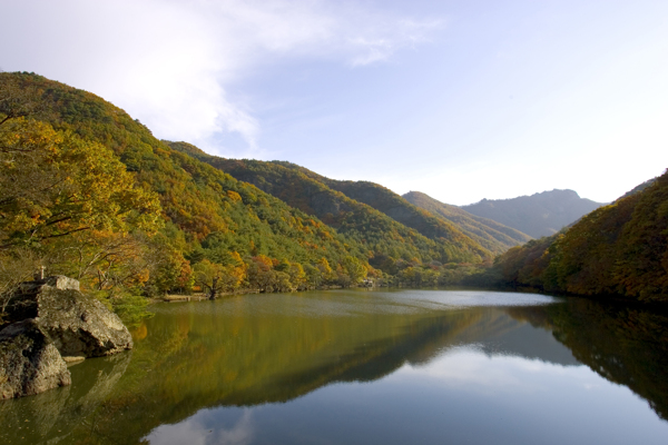 树植物水风景