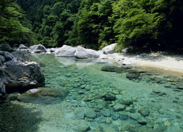 绿树河流自然景色图片