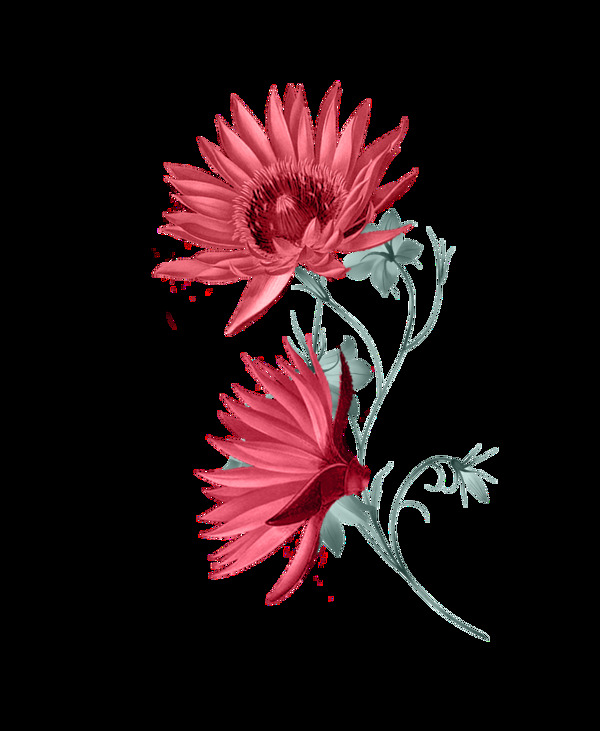 清新淡红色手绘菊花装饰元素