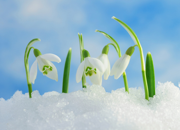 冰雪里的花朵图片