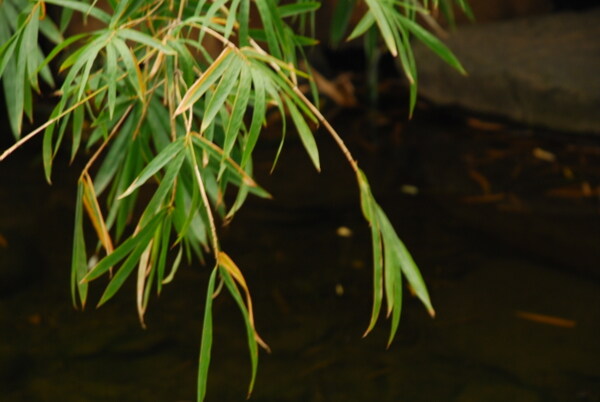 水竹子绿色