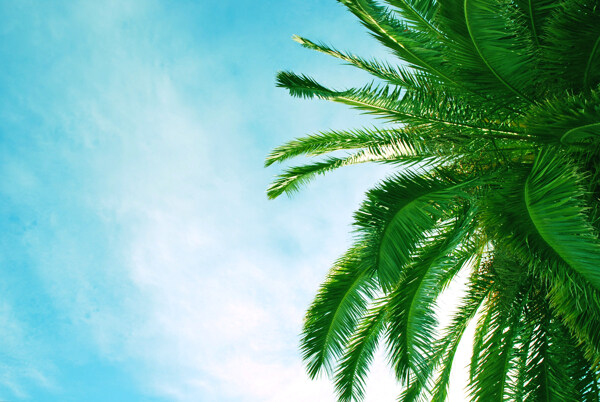 美丽椰树风景图片