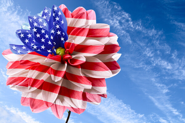 美国国旗图案的花朵