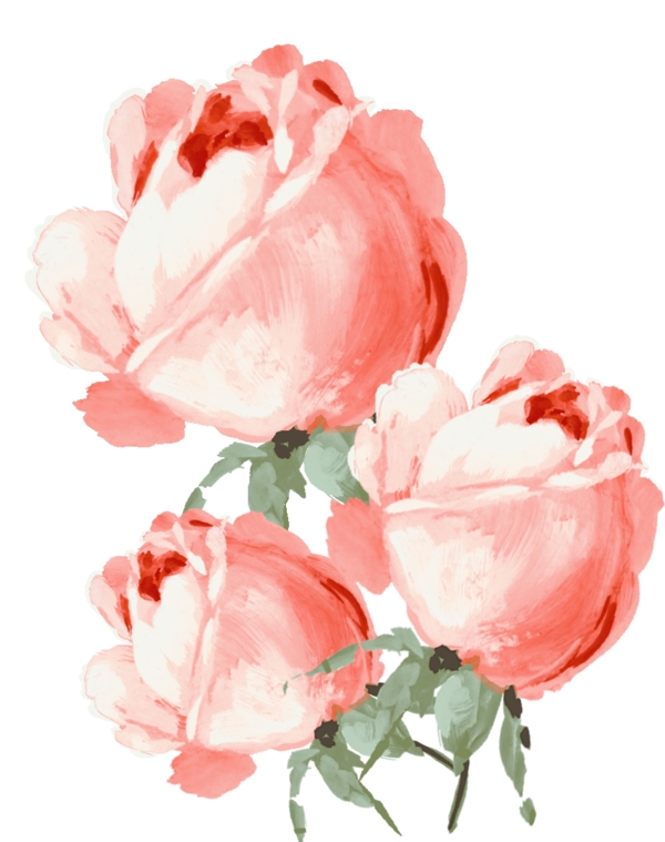 粉色花朵玫瑰手绘画