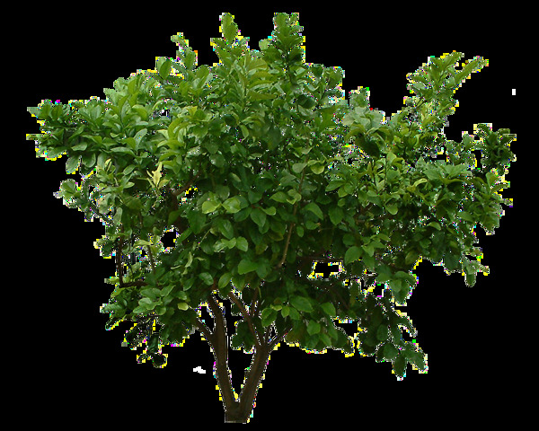 绿色树叶灌木免抠png透明图层素材
