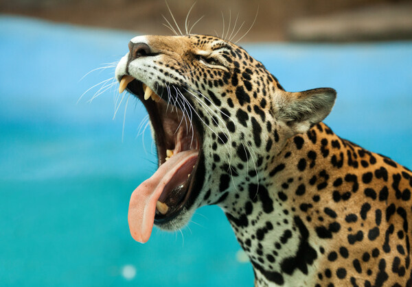 伸舌头的豹子