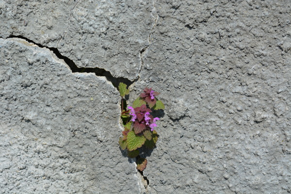 石缝里的小花图片
