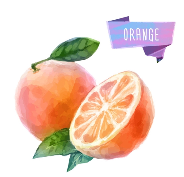 橘子水果彩绘素材