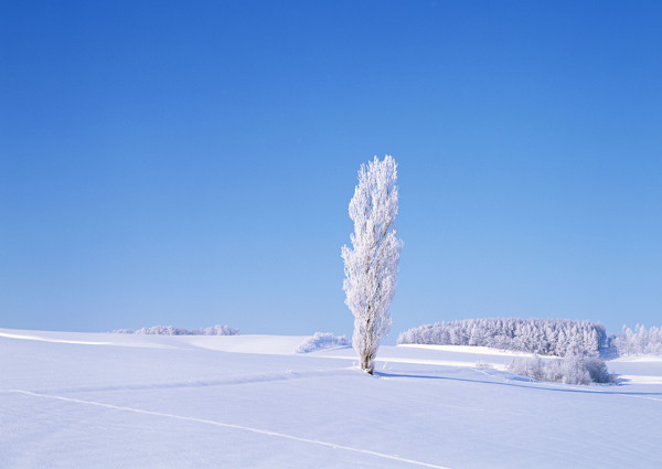 冬天平原上的树木图片
