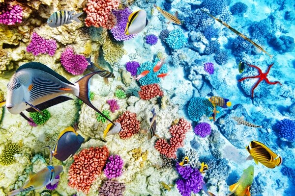 海底世界海珊瑚礁underwater