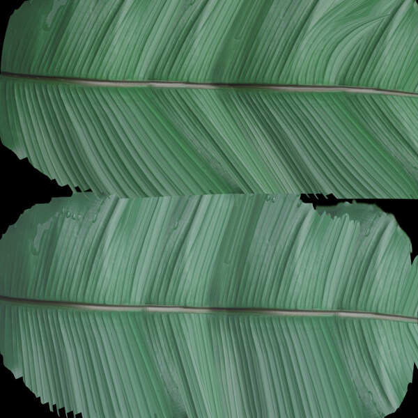 香蕉树园林植物3dmax模型