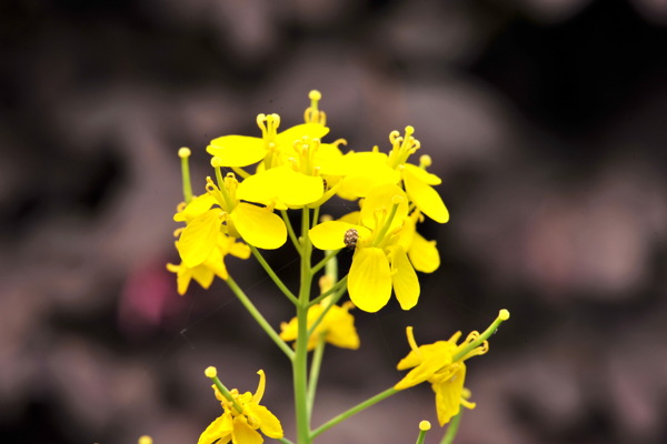 油菜花图片