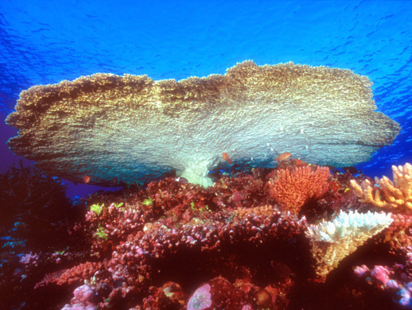 海洋生物