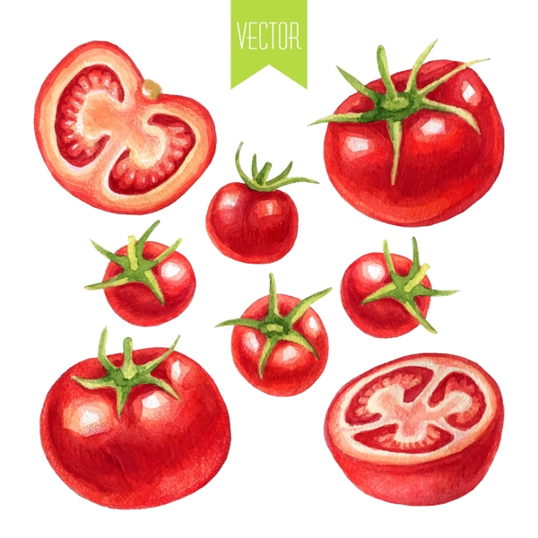 番茄素描手绘水果食物矢量图