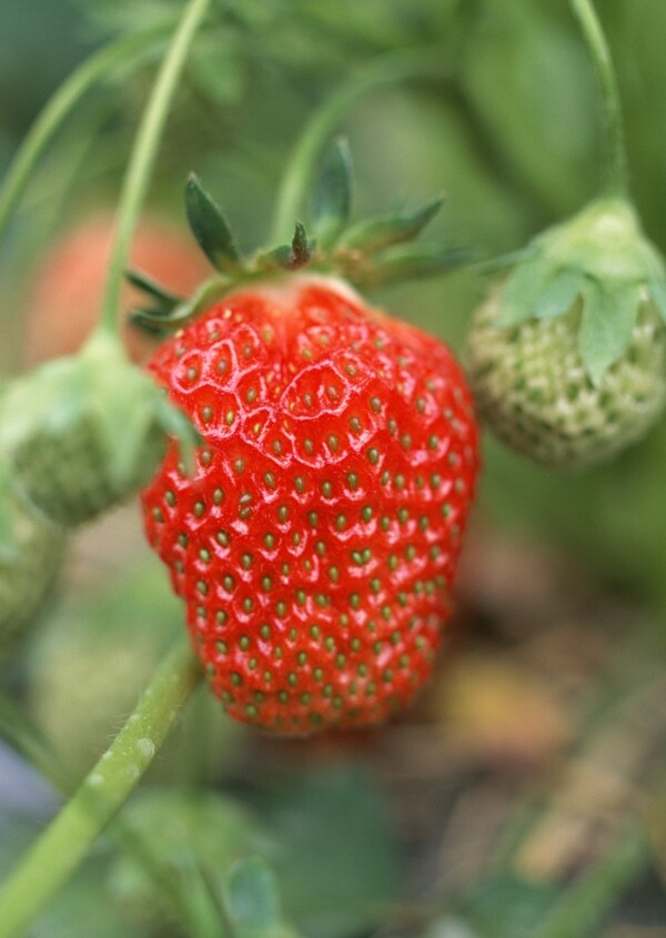 采摘园草莓