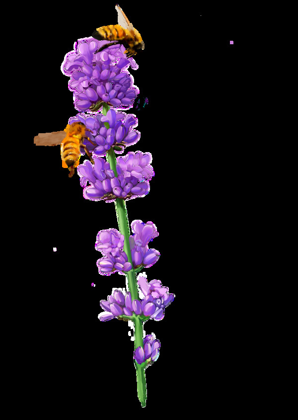紫色花朵和蜜蜂png元素素材