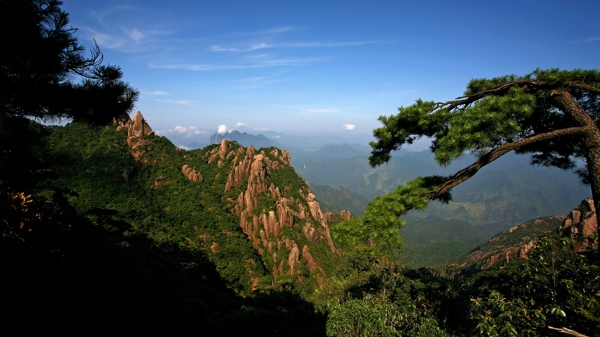 春日黄山松图片