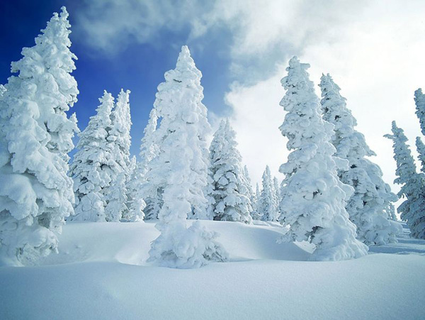 雪景雪地树木枯树冰河房子风景自然景观自然风景摄影图库