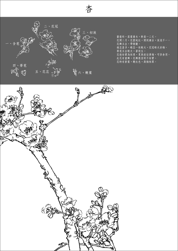 中国工笔画图谱杏