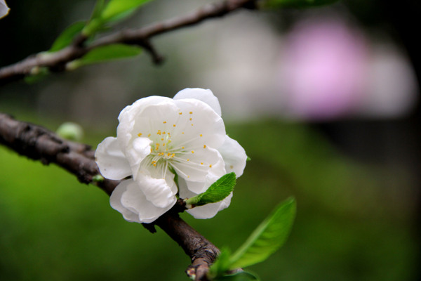 茉莉花图片