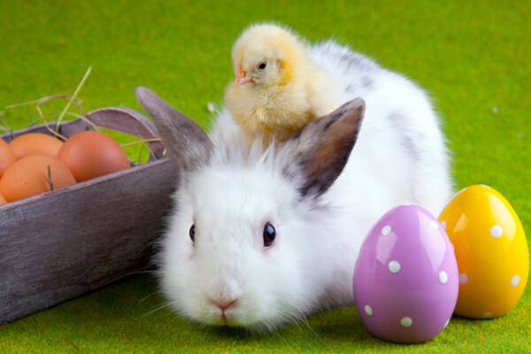兔子小鸡与复活节彩蛋图片