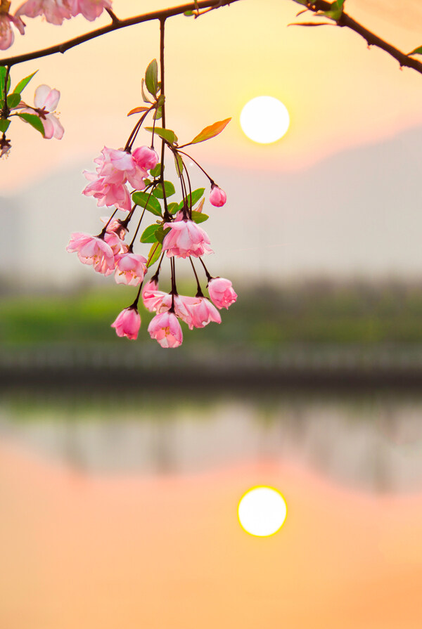 海棠花