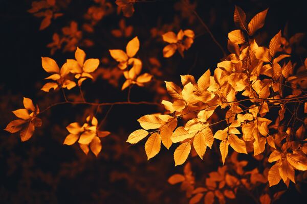 秋叶金黄叶子枯叶彩色叶子