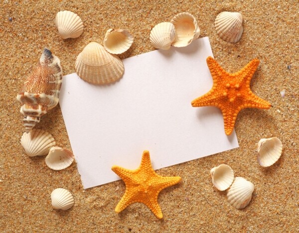 沙滩背景与贝壳海星图片