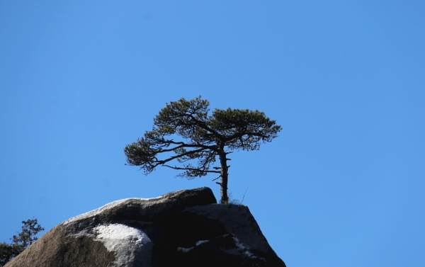 松树