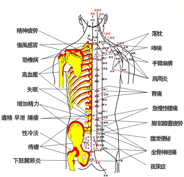 背部穴位图图片