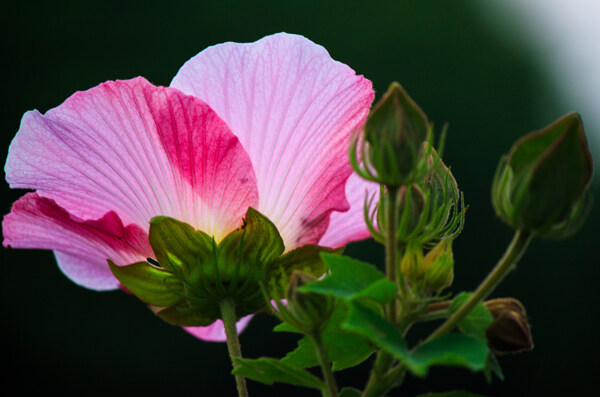 木芙蓉花图片