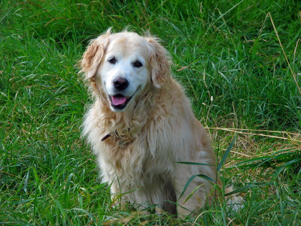 草地上金毛犬图片