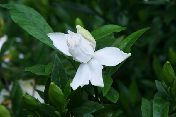 栀子花图片