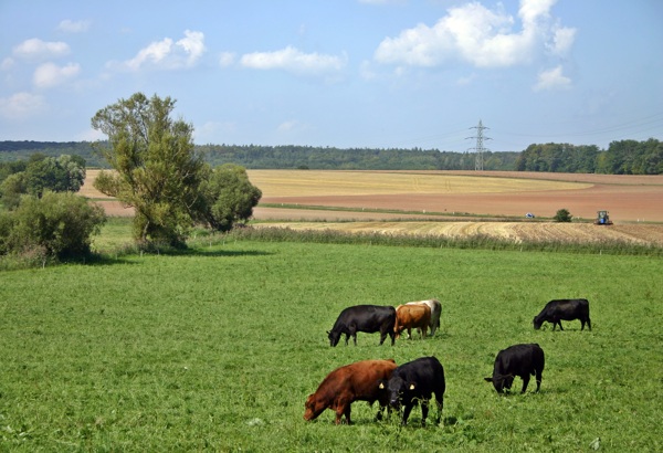 牛群吃草风景