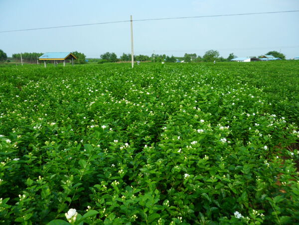 茉莉花茶园图片