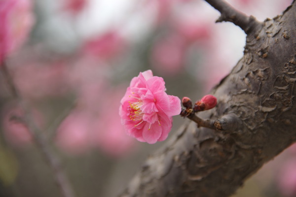 桃花图片