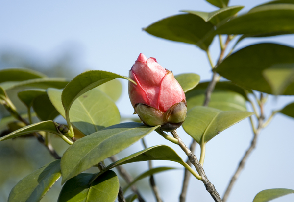 茶花图片