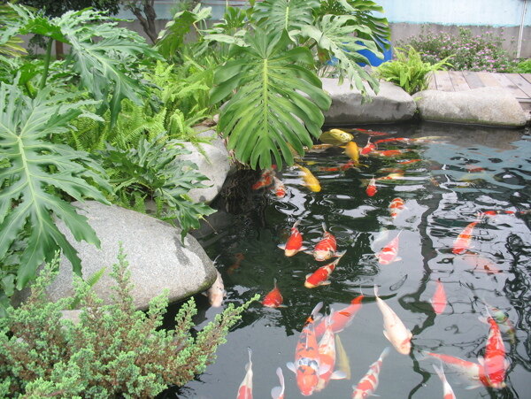 庭院鱼池图片