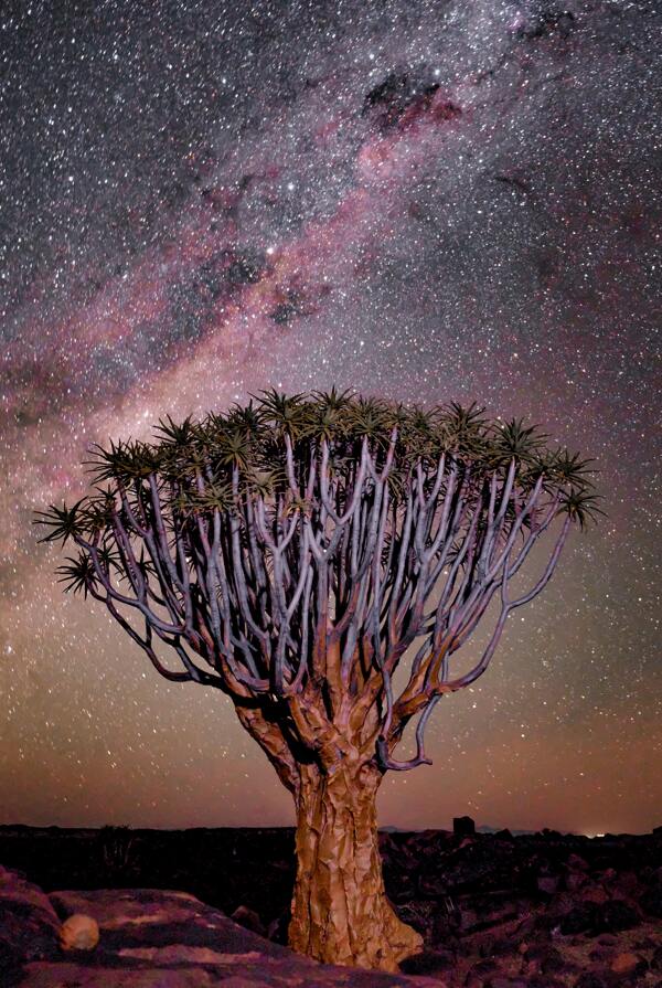 非洲草原夜晚树木自然背景素材
