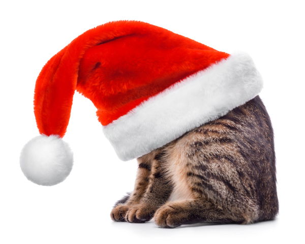 戴圣诞帽的猫咪