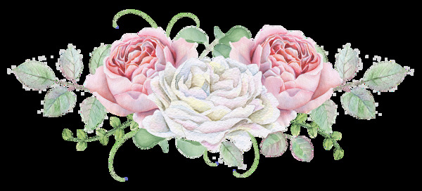 手绘玫瑰花和茶花png透明素材