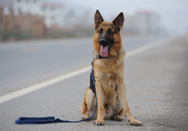 训练后的警犬休息图片