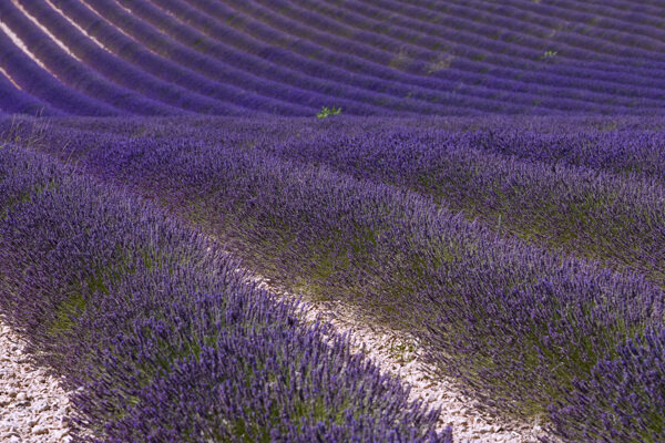 起伏连绵的蓝紫色薰衣草花田图片图片