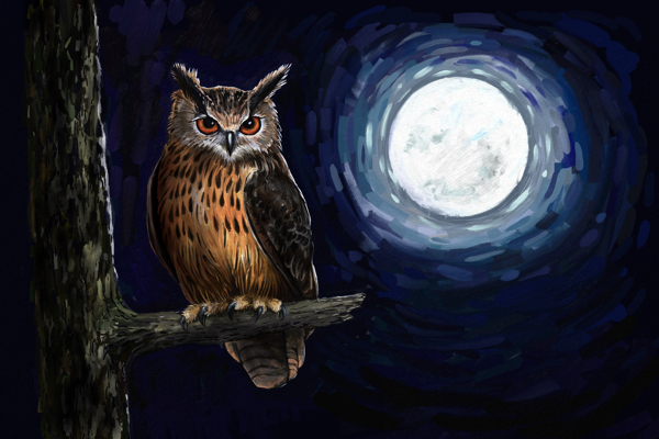 油画作品月光下的猫头鹰图片