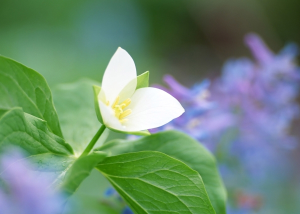 花卉