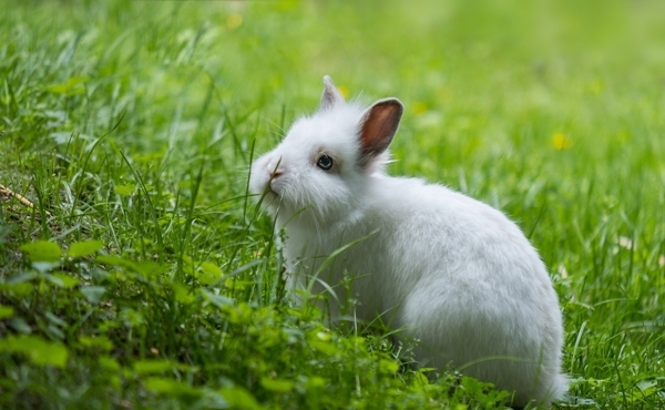 白色兔子草地背景动物