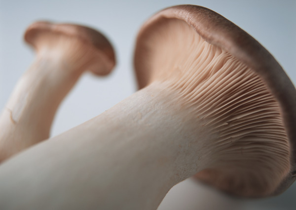 新鲜蘑菇摄影图片