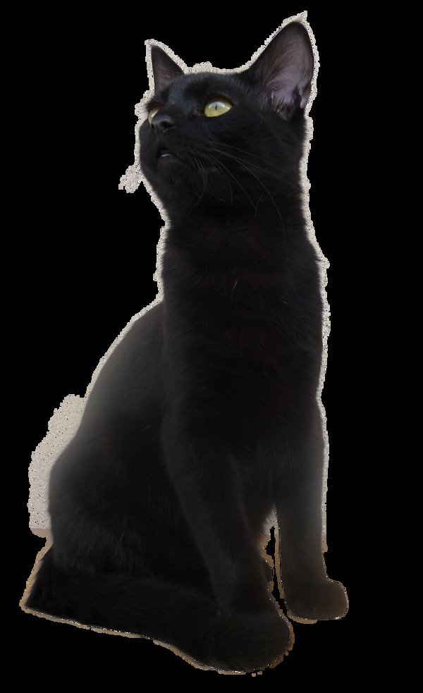 蹲着仰望的黑猫免抠png透明素材